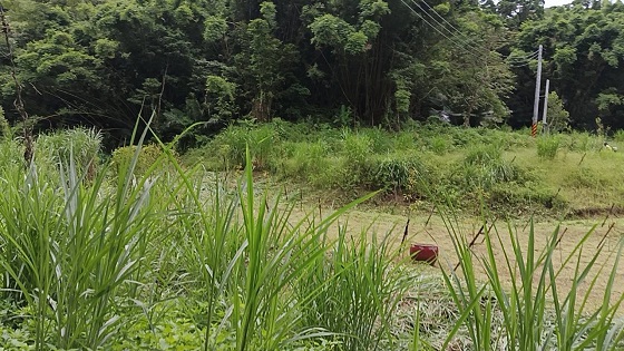 新竹北埔割草除草