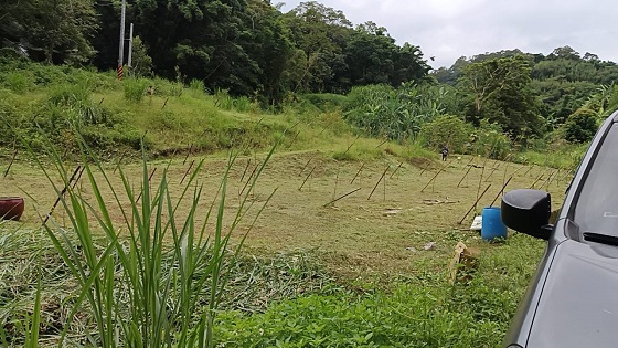新竹北埔割草除草